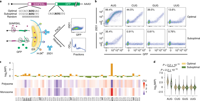 decoding mrna translatability and
