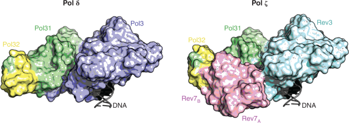 structure of dna polymerase z
