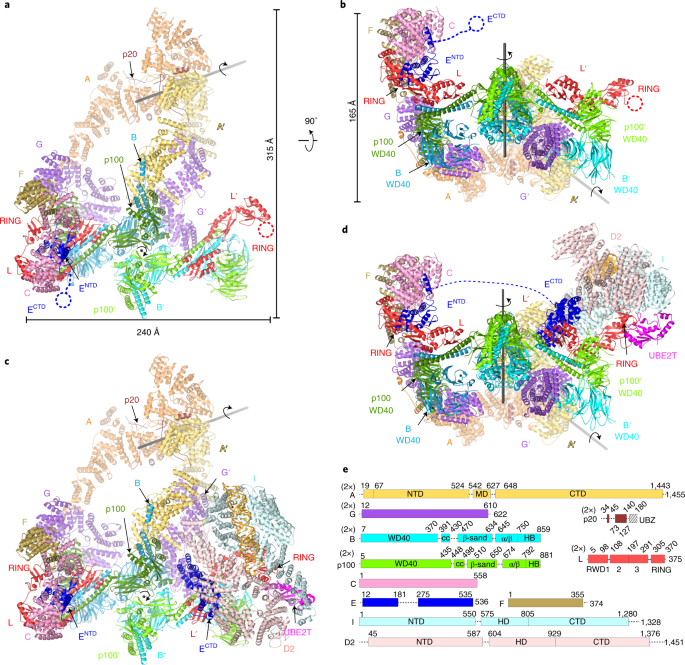 Structure of the FA core ubiquitin ligase closing the ID clamp on DNA |  Nature Structural & Molecular Biology