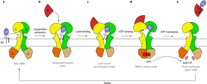 Structural basis of lipoprotein recognition by the bacterial Lol