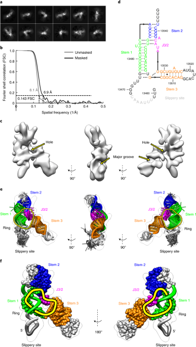Cryo Em And Antisense Targeting Of The 28 Kda Frameshift Stimulation Element From The Sars Cov 2 Rna Genome Nature Structural Molecular Biology Cryo Em And Antisense Targeting Of The 28 Kda Frameshift Stimulation Element From The Sars Cov 2 Rna Genome Nature Structural Molecular Biology