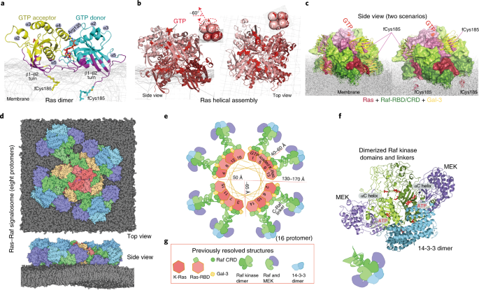 A Structural Model Of A Ras Raf Signalosome Nature Structural Molecular Biology