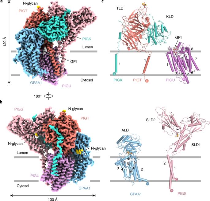 Structure of human glycosylphosphatidylinositol transamidase | Nature  Structural & Molecular Biology