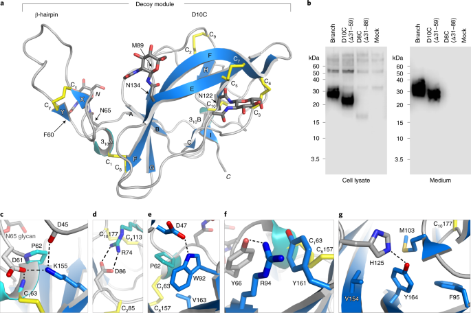 Structure of the decoy module of human glycoprotein 2 and uromodulin and  its interaction with bacterial adhesin FimH | Nature Structural & Molecular  Biology