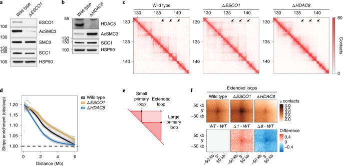 The cohesin acetylation cycle controls chromatin loop length through a pds5a brake mechanism