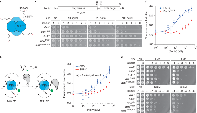 Compartmentalization of the replication fork by single-stranded DNA-binding  protein regulates translesion synthesis | Nature Structural & Molecular  Biology