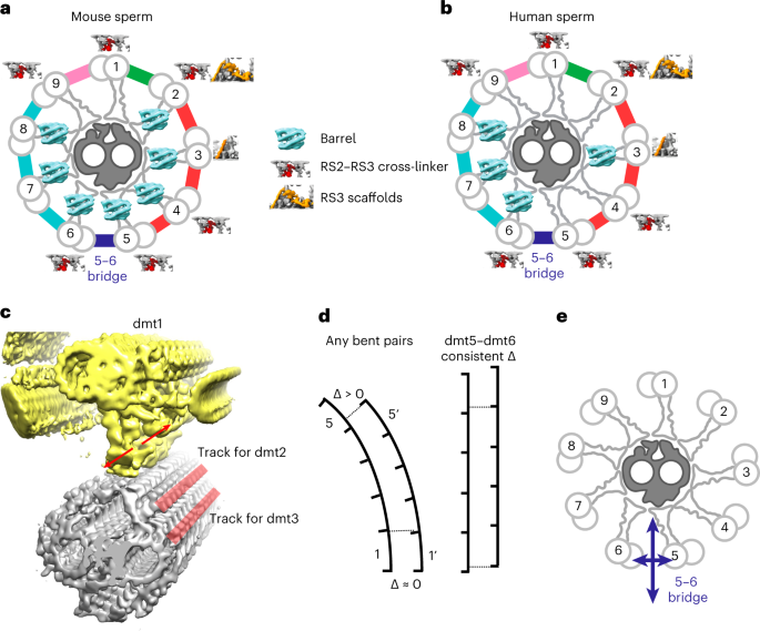 In situ cryo-electron tomography reveals the asymmetric