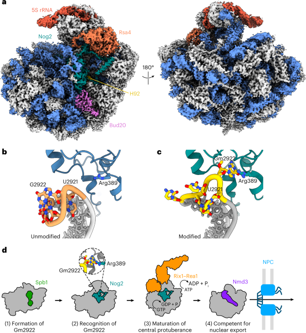 4v88 - The structure of the eukaryotic ribosome at 3.0 A resolution. -  Functional details - Protein Data Bank Japan