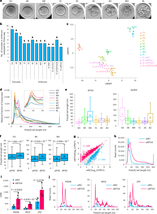 File:Anamnese und Einwilligung mRNA.pdf - Wikimedia Commons