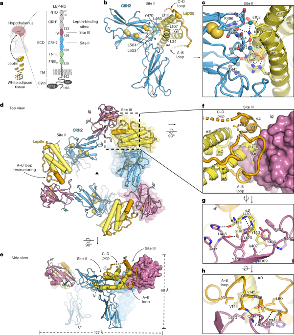 Mechanism of receptor assembly via the pleiotropic adipokine leptin