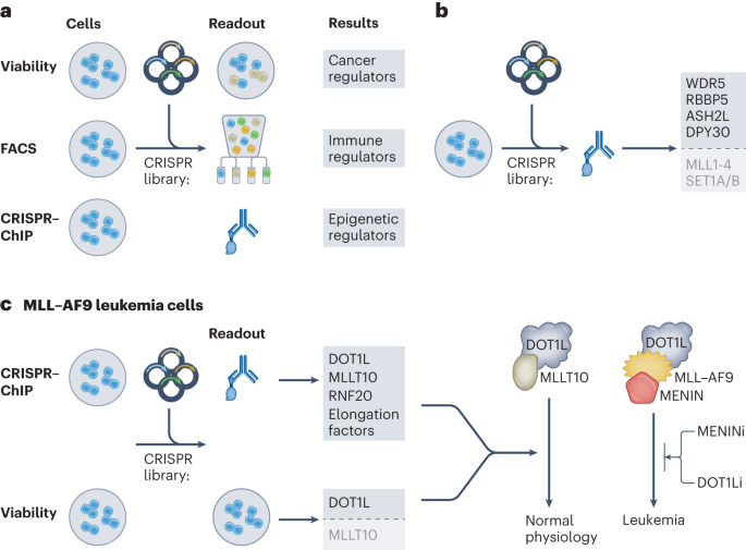 Chromatin untangled: New methods map genomic structure, Science
