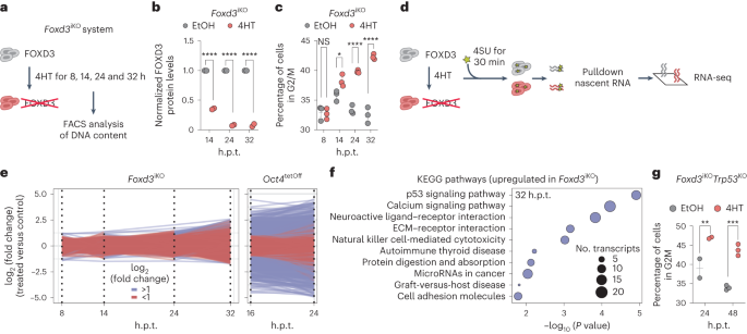 Transcriptional repression upon s phase entry protects genome integrity in pluripotent cells
