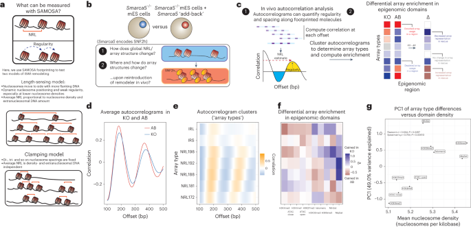 Nucleosome density shapes kilobase-scale regulation by a mammalian chromatin remodeler