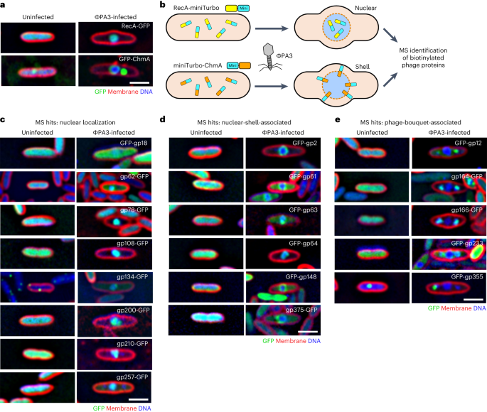 Identification of the bacteriophage nucleus protein interaction network