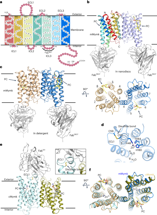 Cryo-em structures of myomaker reveal a molecular basis for myoblast fusion