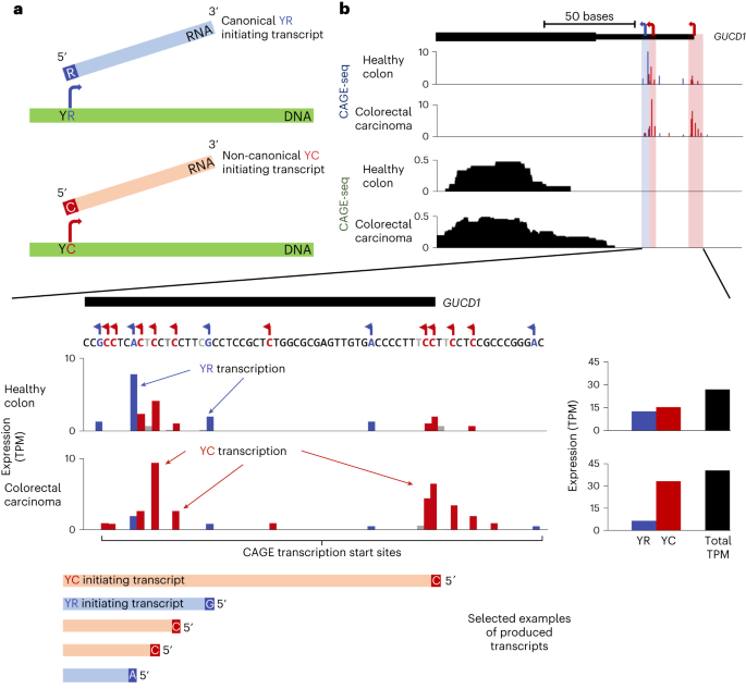 PDF) Intra-promoter switch of transcription initiation sites in