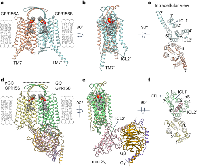 Constitutive activation mechanism of a class c gpcr