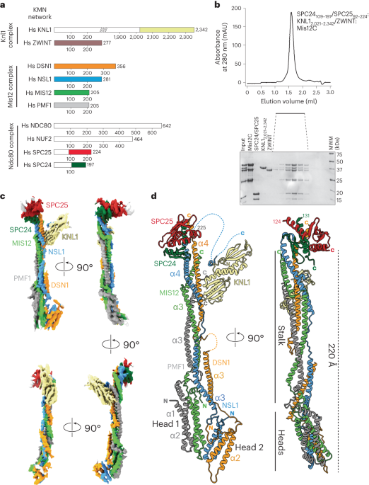 Structure of the human KMN complex and implications for regulation 