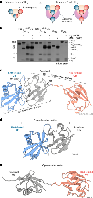 VCP/p97-associated proteins are binders and debranching enzymes of  K48–K63-branched ubiquitin chains | Nature Structural & Molecular Biology