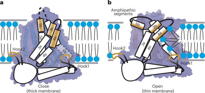 TMEM63B Scrambles Phospholipids In Response To Changes In Membrane tmem63b-scrambles-phospholipids-in-response-to-changes-in-membrane