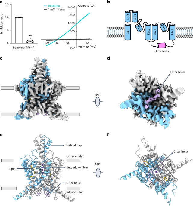 Gating mechanism of the two-pore-domain potassium channel THIK1 ...
