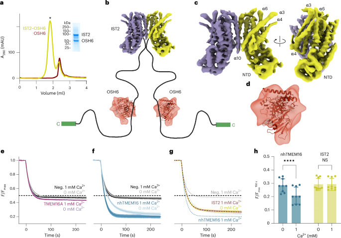 glutathione and covid19 Glutathione and NAC Reduce the Severity of COVID-19