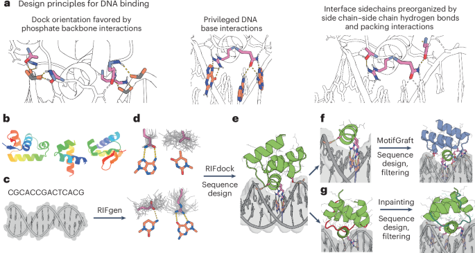 Computational design of sequence-specific DNA-binding proteins