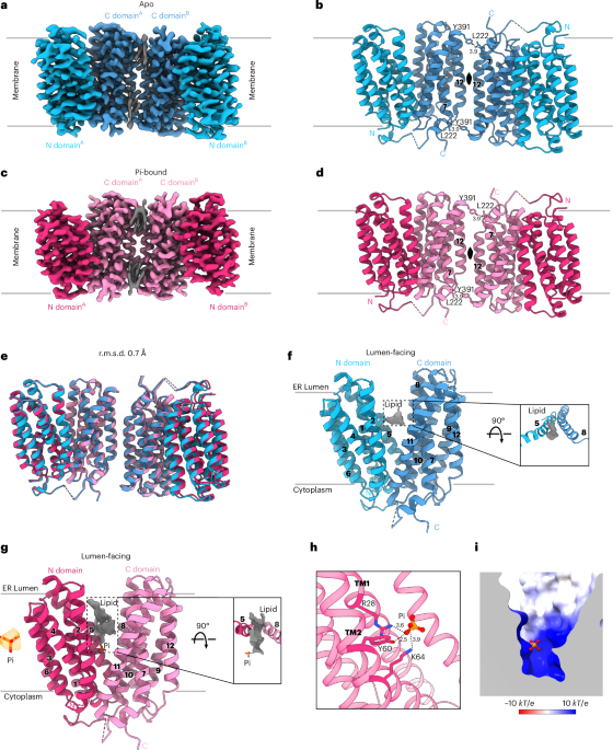 bpc 157 for ibs reddit 🧬 The peptide the fitness world is obsessed with — but what does the science actually say? BPC-157 (Body Protective Compound-157) has taken over gyms, Reddit threads, and biohacker forums. Athletes swear bpc 157 for ibs reddit 🧬 The peptide the fitness world is obsessed with — but what does the science actually say? BPC-157 (Body Protective Compound-157) has taken over gyms, Reddit threads, and biohacker forums. Athletes swear