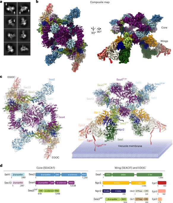 Structure and function of the yeast amino acid-sensing SEAC–EGOC supercomplex - Nature Structural & Molecular Biology