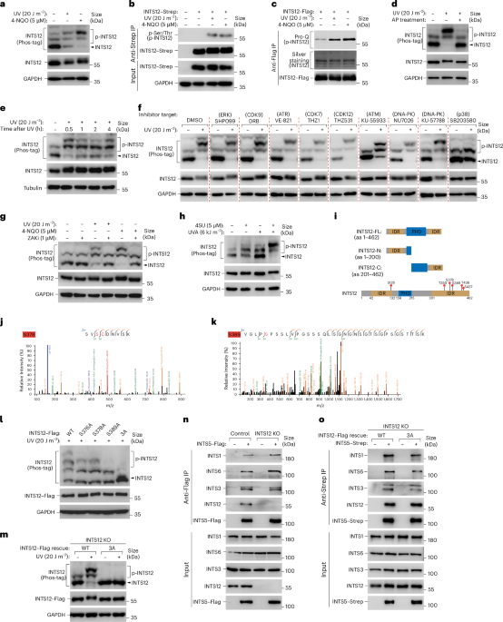 cjc-1295 ipamorelin vendor CJC-1295 and Ipamorelin: Synergistic Peptides for Growth Hormone and  Recovery Research