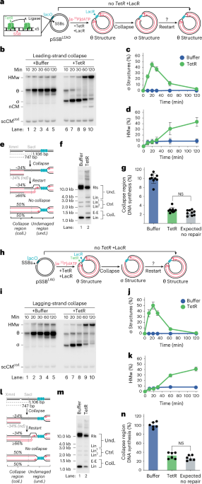 Distinct repair outcomes from single and convergent replication fork collapse