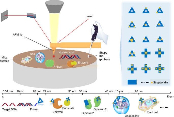 Programming Dna Origami Assembly For Shape Resolved Nanomechanical Imaging Labels Nature Protocols