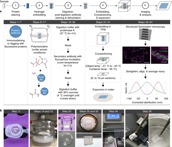 Combined Expansion Microscopy With Structured Illumination Microscopy For Analyzing Protein Complexes Nature Protocols