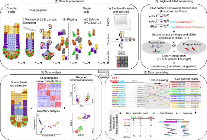 Tutorial: guidelines for the experimental design of single-cell RNA  sequencing studies | Nature Protocols