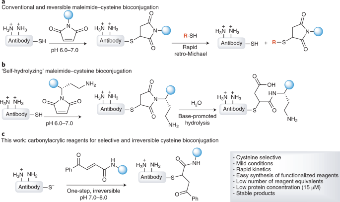 Efficient and irreversible antibody–cysteine bioconjugation using  carbonylacrylic reagents | Nature Protocols