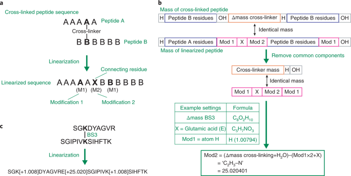 Quantitative Cross Linking Mass Spectrometry To Elucidate Structural - a a scheme for converting the sequence of a cross linked peptide to a linear sequence with identical mass b the scheme of mass calculation for the