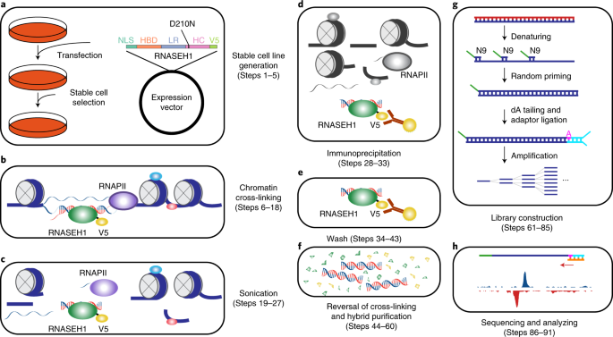 R Chip For Genome Wide Mapping Of R Loops By Using Catalytically Inactive Rnaseh1 Nature Protocols