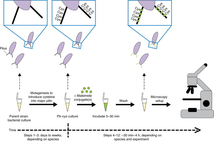 Real-time microscopy and physical perturbation of bacterial pili using maleimide-conjugated molecules