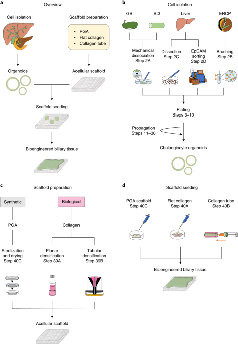 Isolation and propagation of primary human cholangiocyte organoids for the generation of bioengineered biliary tissue