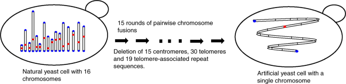 Creating Functional Chromosome Fusions In Yeast With Crispr Cas9