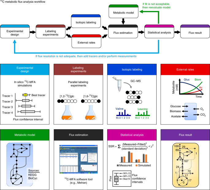 High Resolution 13 C Metabolic Flux Analysis Nature Protocols