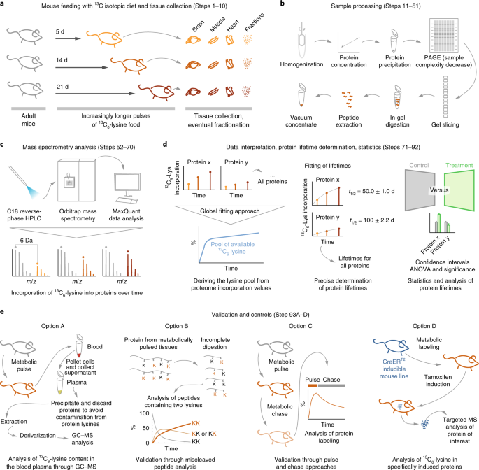A mass spectrometry workflow for measuring protein turnover rates in vivo