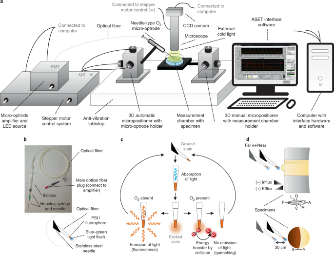 Real-time physiological measurements of oxygen using a non-invasive  self-referencing optical fiber microsensor | Nature Protocols