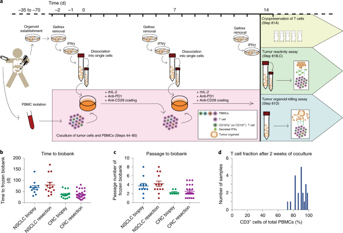 Tumor Organoid T Cell Coculture Systems Nature Protocols Tumor Organoid T Cell Coculture Systems Nature Protocols