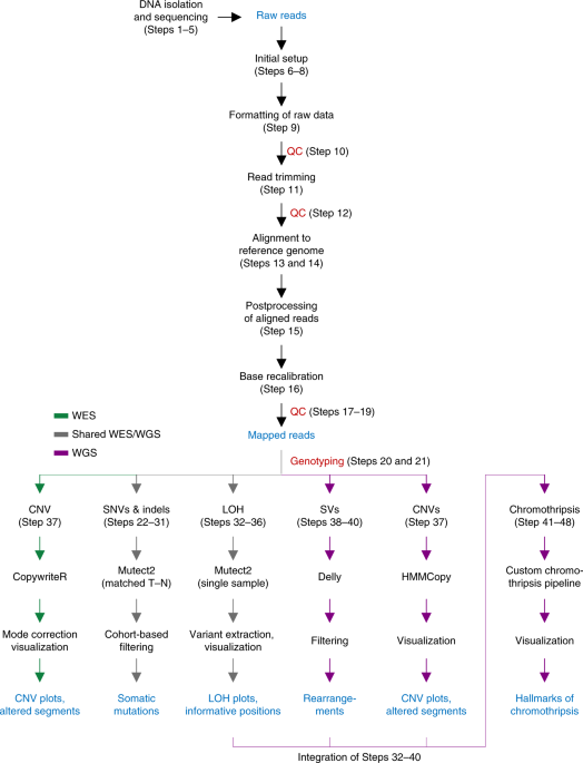 Analysis Pipelines For Cancer Genome Sequencing In Mice Nature Protocols