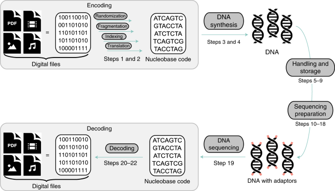 Reading And Writing Digital Data In Dna, How To Build Hanging Garage Shelves From 2 215 4 Steps