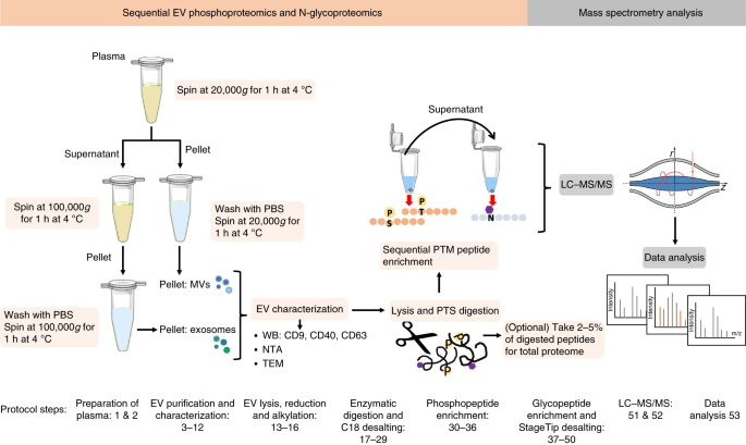 Glycoproteomics  Nature Reviews Methods Primers