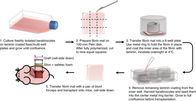 Chemically Defined And Xenogeneic Free Culture Method For