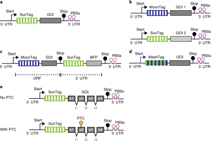 File:Anamnese und Einwilligung mRNA.pdf - Wikimedia Commons