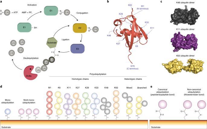 High-throughput matrix-assisted laser desorption/ionization time-of-flight  (MALDI-TOF) mass spectrometry–based deubiquitylating enzyme assay for drug  discovery | Nature Protocols